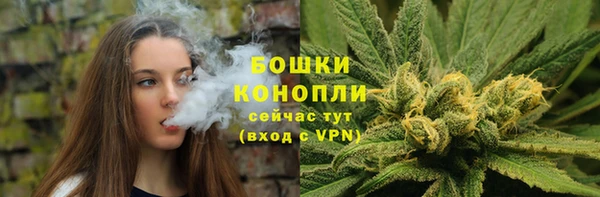 индика Новозыбков